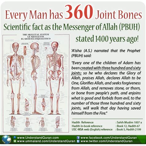 What has 360 bones?